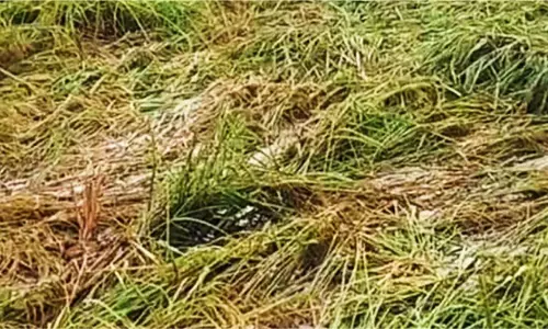 Jaipur: पाला पड़ने से फसलों में नुकसान की संभावना, किसान अपनाएं सुरक्षा के उपाय Jaipur: पाला पड़ने से फसलों में नुकसान की संभावना, किसान अपनाएं सुरक्षा के उपाय