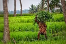 देश में गहराते कृषि संकट के लिए केंद्र और आप सरकार समान रूप से जिम्मेदार: SAD