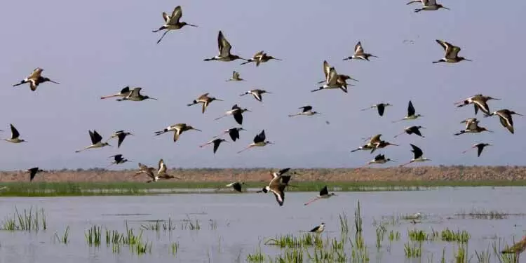 Bhatra Dam: प्रवासी पक्षियों का नया ठिकाना