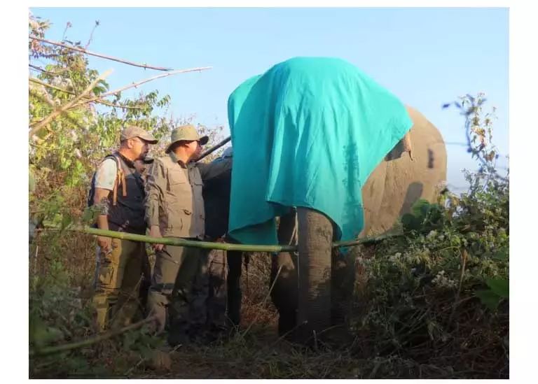 Assam के बक्सा वन प्रभाग ने दूसरे जंगली हाथी को सफलतापूर्वक रेडियो कॉलर लगाया Assam के बक्सा वन प्रभाग ने दूसरे जंगली हाथी को सफलतापूर्वक रेडियो कॉलर लगाया