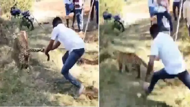 तेंदुए की पूंछ खींचने वाले व्यक्ति का वीरतापूर्ण कार्य वायरल, देखें Video