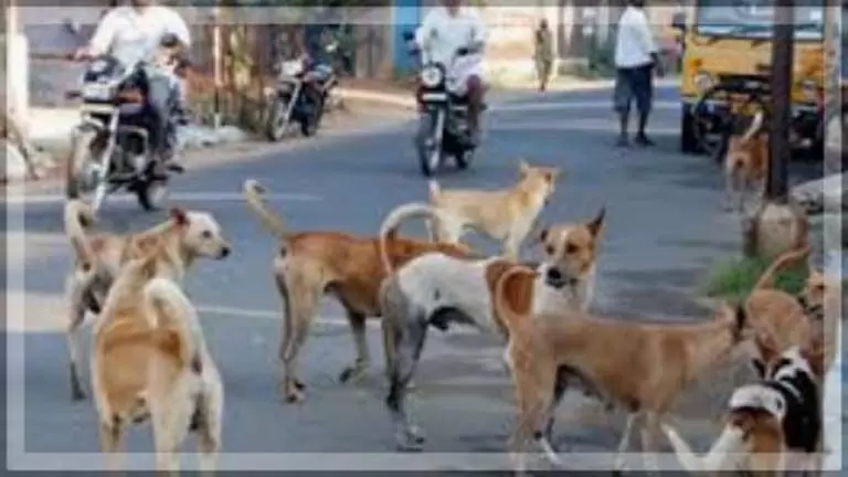 स्थानीय लोगों और पर्यटकों पर बढ़ते हमलों के बीच Salcete आवारा कुत्तों के खतरे से जूझ रहा