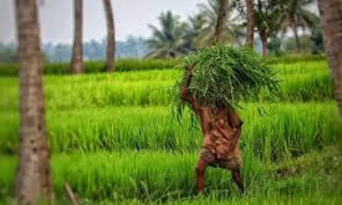 देश में गहराते कृषि संकट के लिए केंद्र और आप सरकार समान रूप से जिम्मेदार: SAD