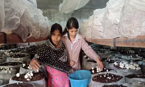 Himachal: भावना का मशरूम उत्पादन उद्यम महिलाओं को सशक्त बनाता Himachal: भावना का मशरूम उत्पादन उद्यम महिलाओं को सशक्त बनाता
