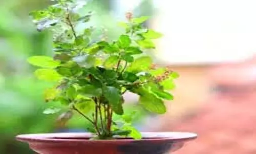 Ekadashi Upay: पुत्रदा एकादशी के दिन करें तुलसी से जुड़े ये खास उपाय, मां लक्ष्मी होंगी प्रसन्न Ekadashi Upay: पुत्रदा एकादशी के दिन करें तुलसी से जुड़े ये खास उपाय, मां लक्ष्मी होंगी प्रसन्न