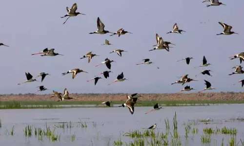 Bhatra Dam: प्रवासी पक्षियों का नया ठिकाना