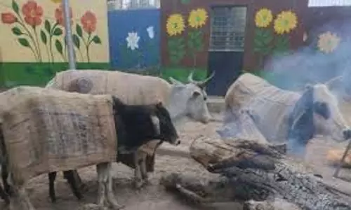 Bareilly:  ठंड से सात मवेशियों की मौत,  हंगामा
