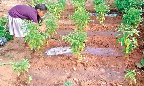 Andhra में जैविक खेती को बढ़ावा देने के लिए कार्य योजना