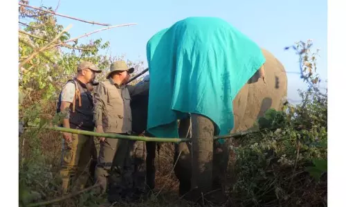Assam के बक्सा वन प्रभाग ने दूसरे जंगली हाथी को सफलतापूर्वक रेडियो कॉलर लगाया