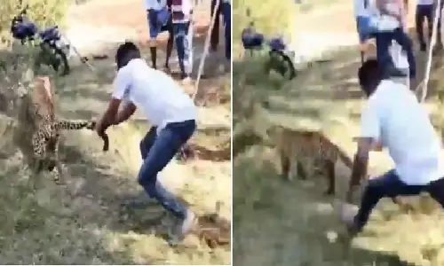 तेंदुए की पूंछ खींचने वाले व्यक्ति का वीरतापूर्ण कार्य वायरल, देखें Video तेंदुए की पूंछ खींचने वाले व्यक्ति का वीरतापूर्ण कार्य वायरल, देखें Video