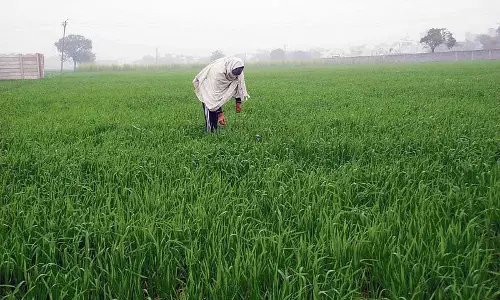 Haryana :  रबी सीजन के लिए एमएफएमबी पोर्टल पर केवल 48.7% भूमि पंजीकृत