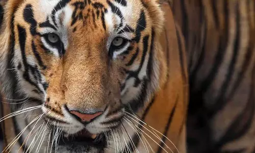 Kerala :   वायनाड में फिर बाघ का खौफ, बकरी मारी गई