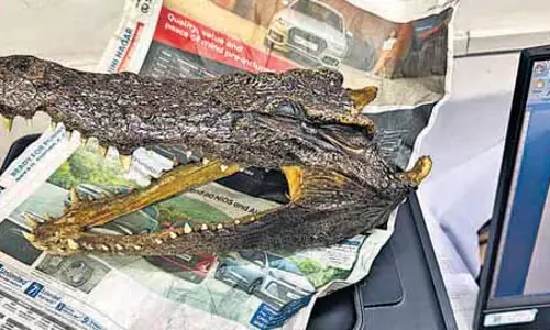 Delhi : इंदिरा गांधी अंतर्राष्ट्रीय हवाई अड्डे पर मगरमच्छ का सिर जब्त, कनाडा का नागरिक गिरफ्तार