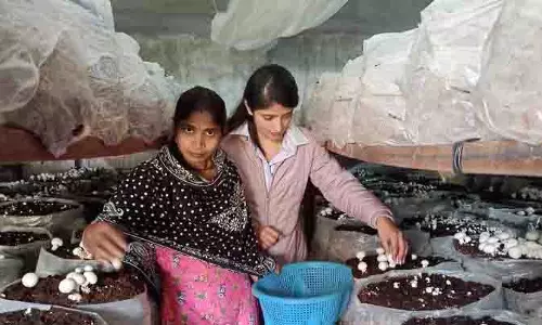 Bhavna का मशरूम उत्पादन उद्यम महिलाओं को सशक्त बनाता Bhavna का मशरूम उत्पादन उद्यम महिलाओं को सशक्त बनाता