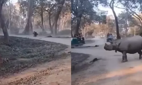 VIRAL VIDEO: काजीरंगा राष्ट्रीय उद्यान में गैंडों के सामने गिरीं मां-बेटी, फिर जो हुआ...