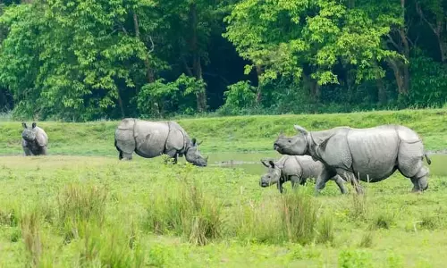 Assam शीर्ष वैश्विक गंतव्य के रूप में उभरा Assam शीर्ष वैश्विक गंतव्य के रूप में उभरा