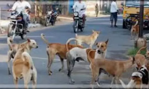 स्थानीय लोगों और पर्यटकों पर बढ़ते हमलों के बीच Salcete आवारा कुत्तों के खतरे से जूझ रहा स्थानीय लोगों और पर्यटकों पर बढ़ते हमलों के बीच Salcete आवारा कुत्तों के खतरे से जूझ रहा