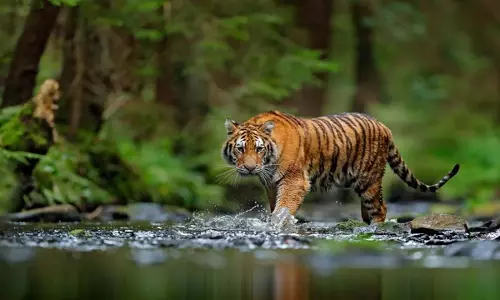 कुलतली में बाघ का खौफ: बाघ घर लौटा, उत्तर बैकुंठपुर के ग्रामीणों को राहत