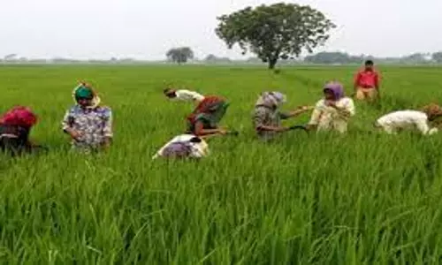 Rajasthan: राज किसान गिरदावरी ऐप के माध्यम से किसान स्वयं भी कर सकेंगे गिरदावरी Rajasthan: राज किसान गिरदावरी ऐप के माध्यम से किसान स्वयं भी कर सकेंगे गिरदावरी