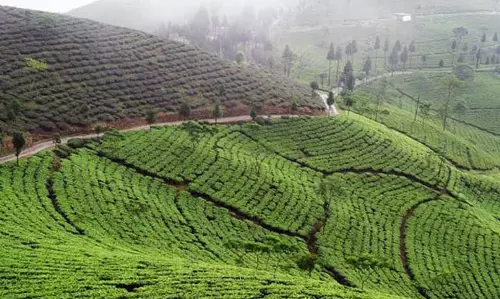 Assam : चाय की कहानियाँ दार्जिलिंग और असम के प्रतिष्ठित उद्यानों की यात्रा Assam : चाय की कहानियाँ दार्जिलिंग और असम के प्रतिष्ठित उद्यानों की यात्रा