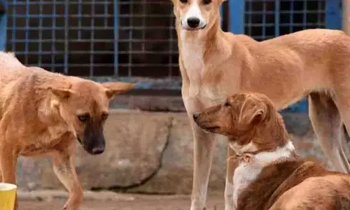 Sangareddy में 20 कुत्तों को बांधकर पुल से नीचे फेंका गया