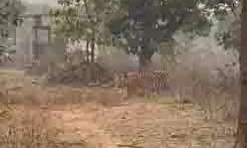 स्लग-चिकलोद की कोठी के समीप एक बार फिर Tiger की चहलकदमी, राहगीरों में दहशत स्लग-चिकलोद की कोठी के समीप एक बार फिर Tiger की चहलकदमी, राहगीरों में दहशत