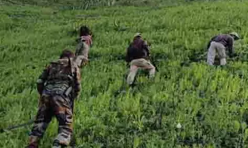 Manipur: चार एकड़ अवैध अफीम की खेती को नष्ट किया गया