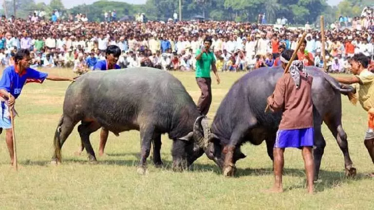 Assam में भैंसों की लड़ाई परंपरा की लड़ाई या एक युग का अंत