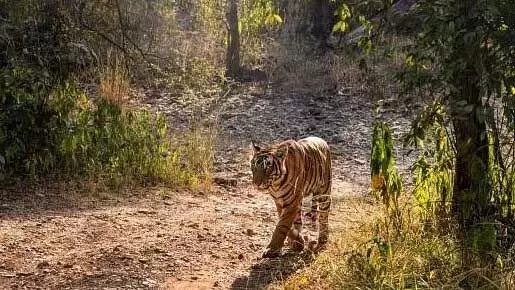 Karnataka: शिवमोगा चिड़ियाघर ने अपनी 17 वर्षीय बाघिन अंजनी को खो दिया