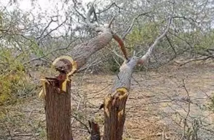 Ludhiana: मॉडल टाउन इलाके में पेड़ों की अनधिकृत कटाई के मामले की जांच शुरू