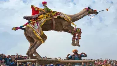 Bikaner: अंतराष्ट्रीय ऊंट उत्सव शुक्रवार से, बीकानेर हेरिटेज वॉक के साथ होगी शुरुआत