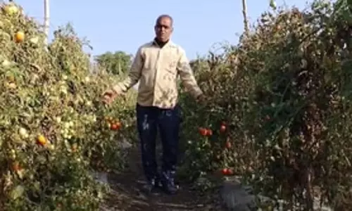 प्रधानमंत्री कृषि सिंचाई योजना : एमपी में पारंपरिक खेती छोड़ किसान ने अपनाई पर ड्राप मोर क्रॉप स्कीम, कमाई हुई दोगुने से ज्यादा