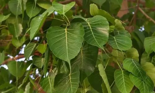 धर्म:पीपल के पेड़ की जड़ में चढ़ाएं ये चीजें, आर्थिक संकट हमेशा रहेगा दूर