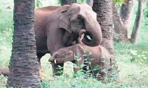 Tamil Nadu: हाथियों के डर से इरुलापट्टी में लड़कियां घरों में कैद Tamil Nadu: हाथियों के डर से इरुलापट्टी में लड़कियां घरों में कैद