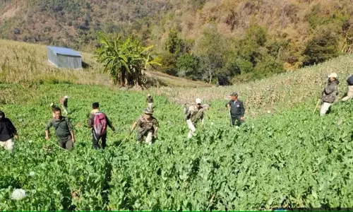 Manipur: चुराचांदपुर में 4 एकड़ अफीम की खेती नष्ट
