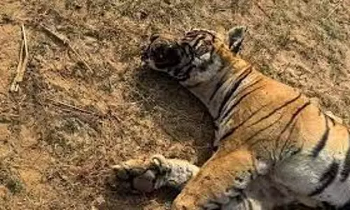 Champawat: बाघ का शव मिलने से मची सनसनी Champawat: बाघ का शव मिलने से मची सनसनी