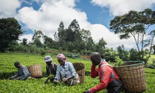 Kenya ने 2024 में चाय निर्यात मात्रा और आय में वृद्धि की रिपोर्ट की
