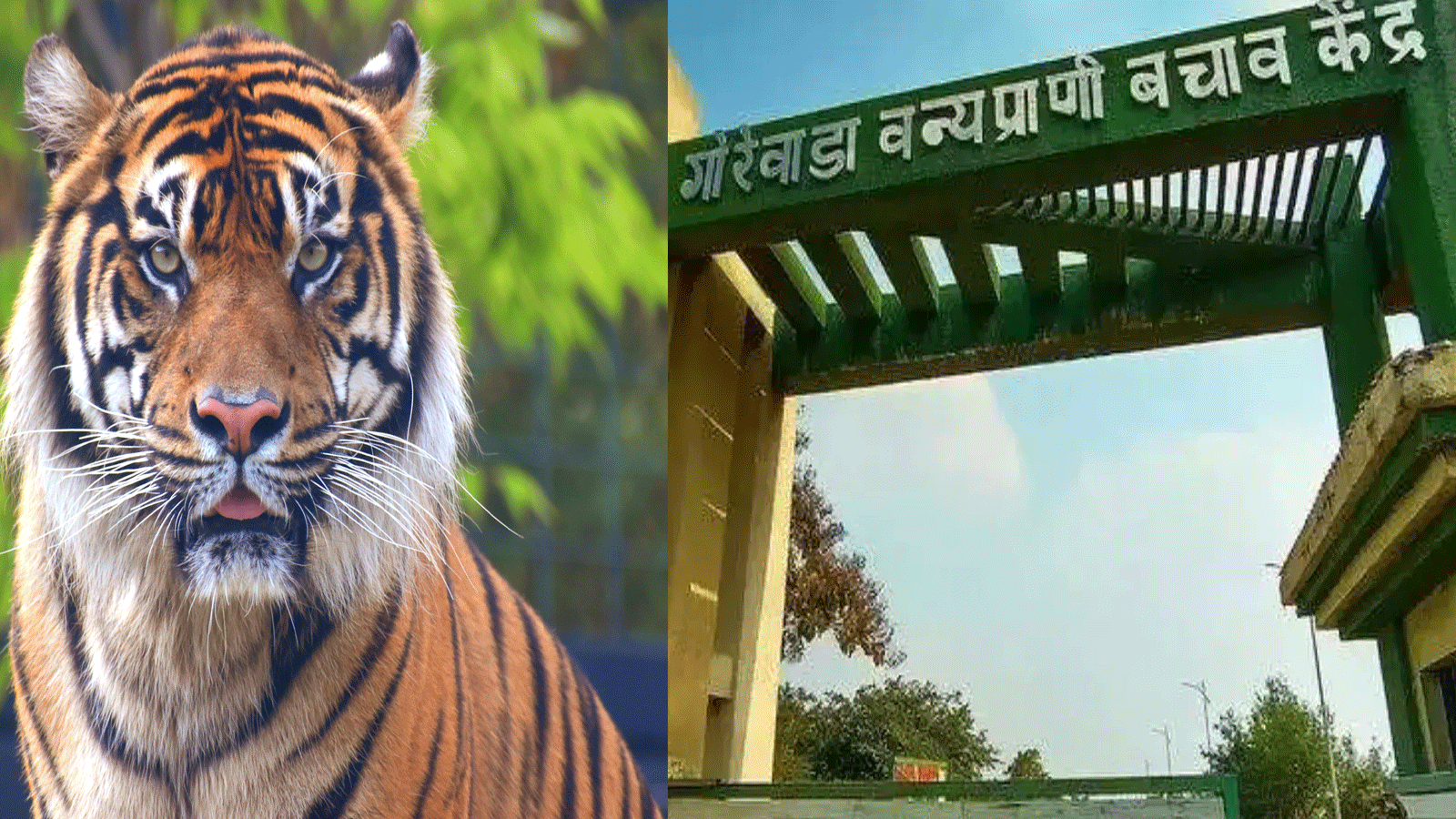 Nagpur: चिकन खाने से तीन बाघ और एक तेंदुए की मौत, H5N1 संक्रमित की संभावना Nagpur: चिकन खाने से तीन बाघ और एक तेंदुए की मौत, H5N1 संक्रमित की संभावना