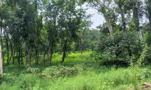 Punjab: वन विभाग ने हरित क्षेत्र बढ़ाने के लिए टेक्सटाइल पार्क के लिए भूमि मांगी