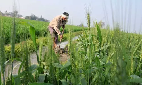 Haryana : फसल बीमा योजना के लिए अंतिम तिथि बढ़ाई गई