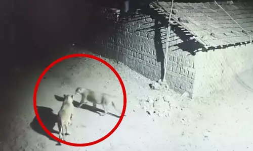 कुत्ते के पीछे भागता शेर CCTV में कैद