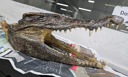 Delhi Airport पर मगरमच्छ की खोपड़ी की तस्करी के आरोप में कनाडाई व्यक्ति गिरफ्तार