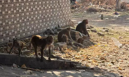 Haryana : बहादुरगढ़ में 3 हजार बंदरों को पकड़ने के लिए