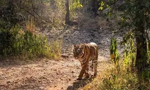 Karnataka: शिवमोगा चिड़ियाघर ने अपनी 17 वर्षीय बाघिन अंजनी को खो दिया Karnataka: शिवमोगा चिड़ियाघर ने अपनी 17 वर्षीय बाघिन अंजनी को खो दिया