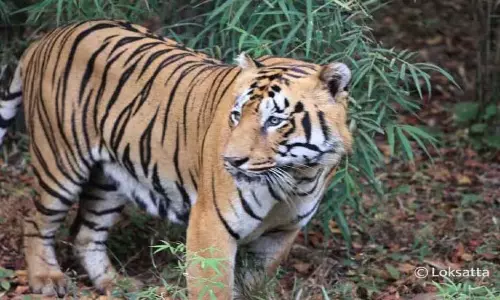 नागपुर में बाघों की मटन पार्टी पर स्थायी रूप से प्रतिबंध: H-5N-1 वायरस के कारण...