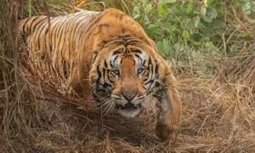 Ramnagar में बाघ के हमले से श्रमिक की मौत