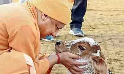 Uttar Pradesh : शीत लहर से बचाने गोशालाओं में 12 लाख से अधिक निराश्रित गायों को संरक्षित किया