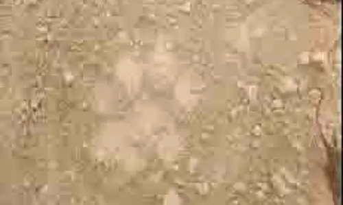 Rehmankheda : बाघ के ताजा पैरों के निशान मिले, लेकिन... Rehmankheda : बाघ के ताजा पैरों के निशान मिले, लेकिन...