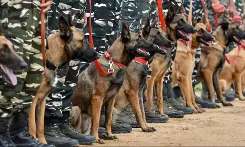 CRPF ने केंद्रीय बल खोजी और हमलावर कुत्तों को गोद लेने के लिए ऑनलाइन सेवा शुरू की
