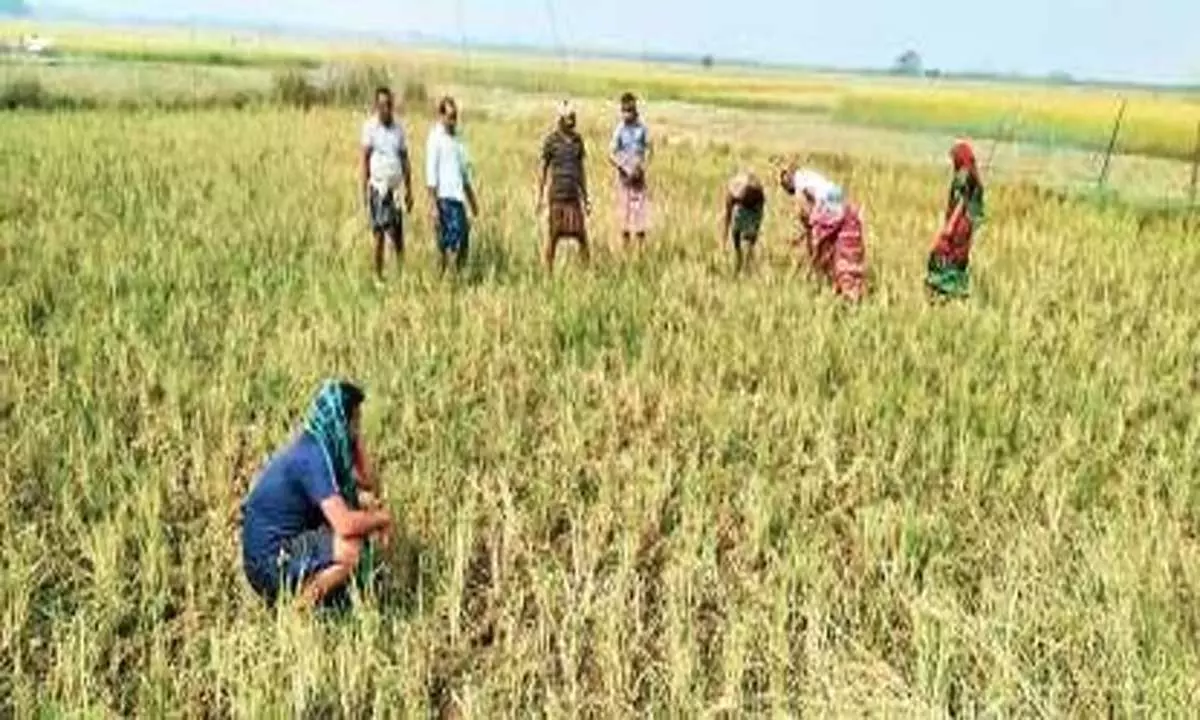 Odisha: पीपीसी खुलने में देरी से हताश किसान परेशान Odisha: पीपीसी खुलने में देरी से हताश किसान परेशान